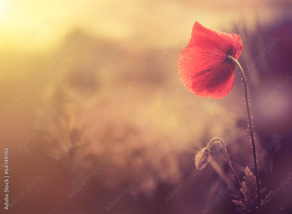 Obraz Kwadryptyk wild poppy flower