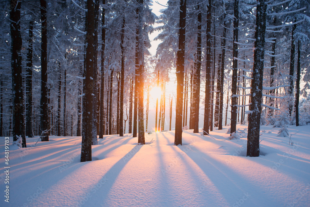 Obraz na płótnie Sunset in the wood in winter