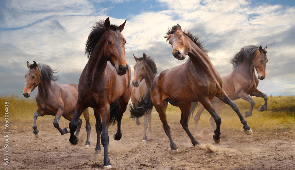 Obraz Pentaptyk herd of horses