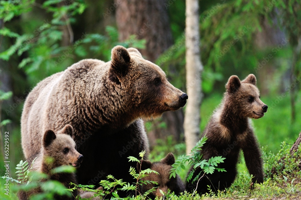 Obraz Pentaptyk Brown bear with cubs in forest