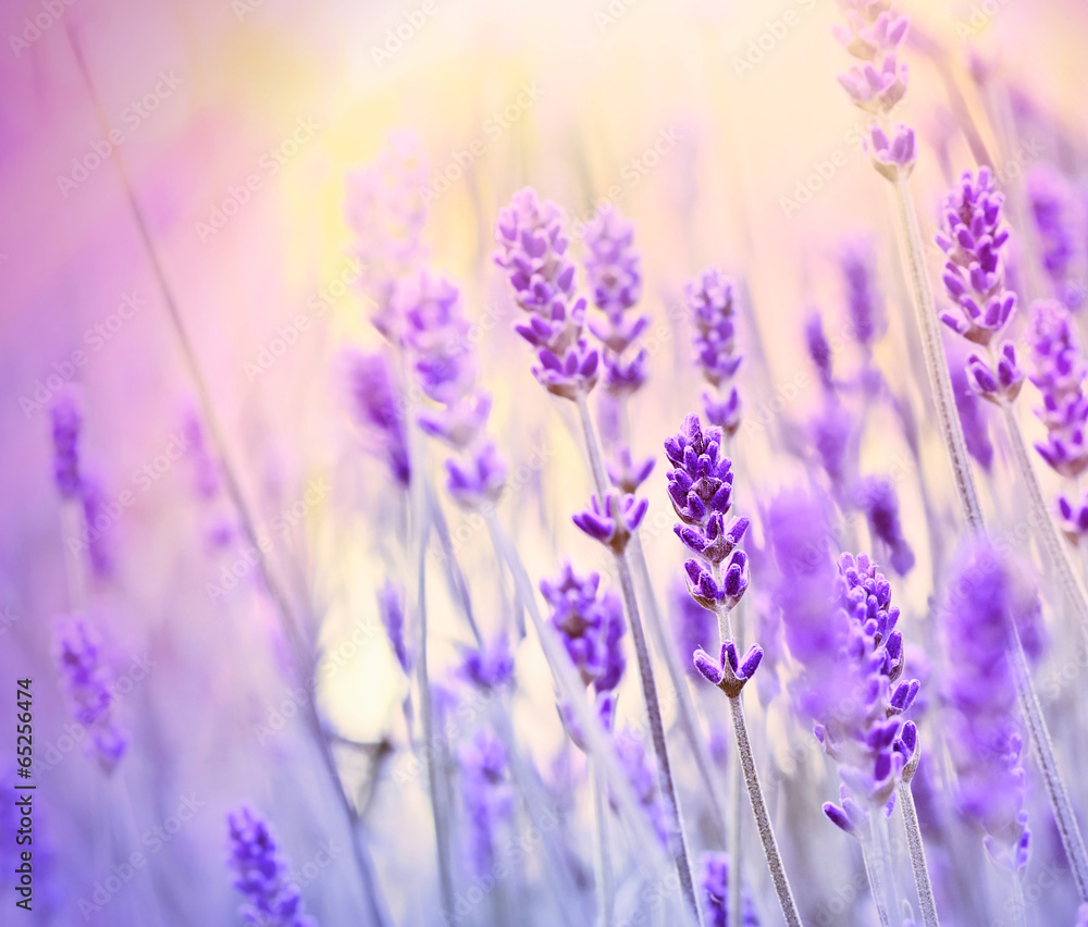 Fototapeta Lavender lit by sun rays