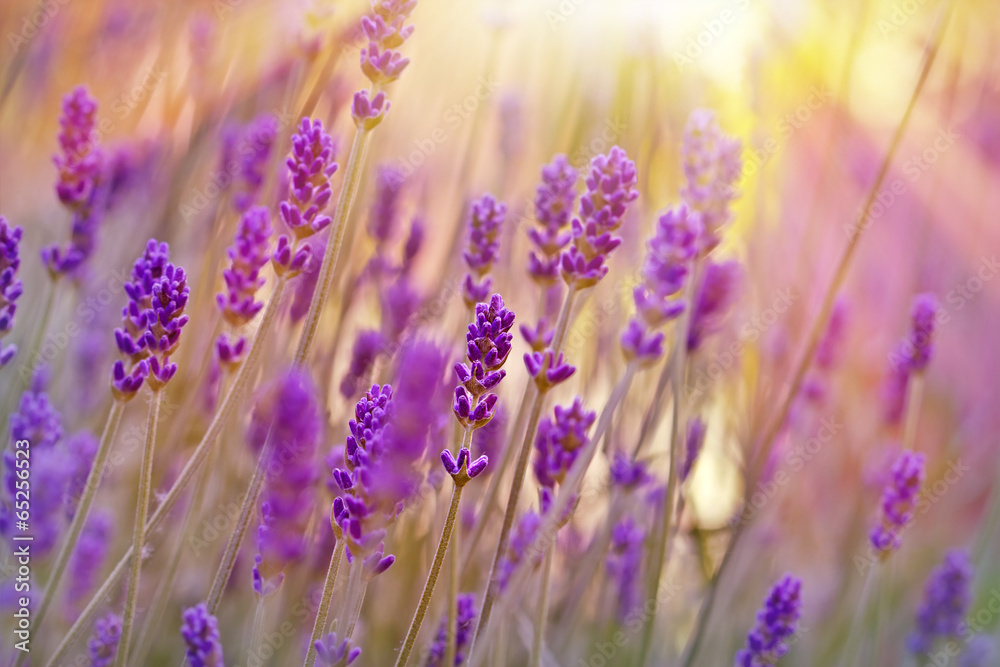 Fototapeta Lavender lit by sun rays and