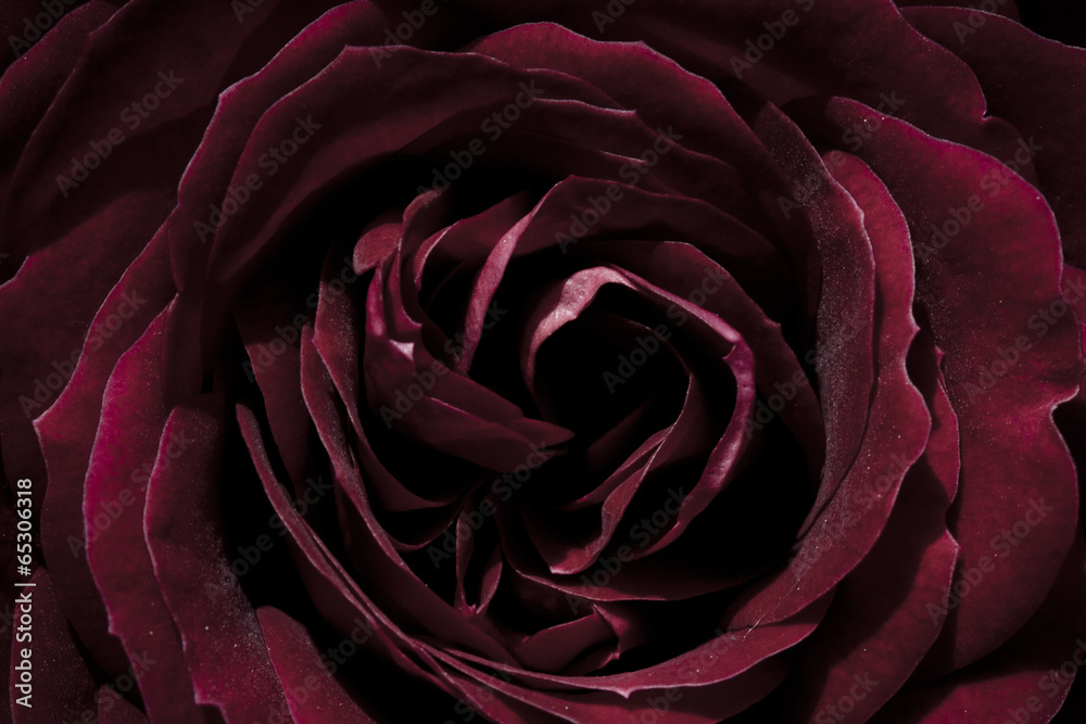 Fototapeta rose, dark red, macro