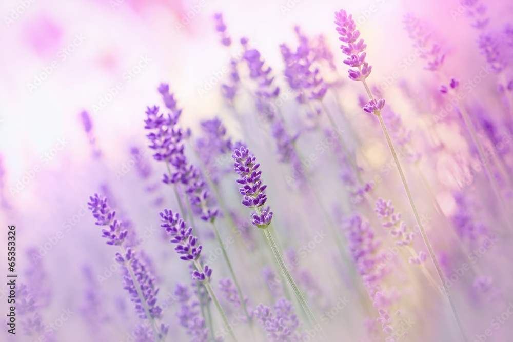 Fototapeta Beautiful lavender