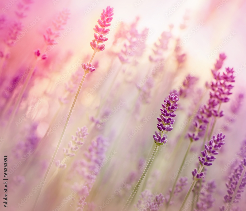 Fototapeta Beautiful lavender in flower