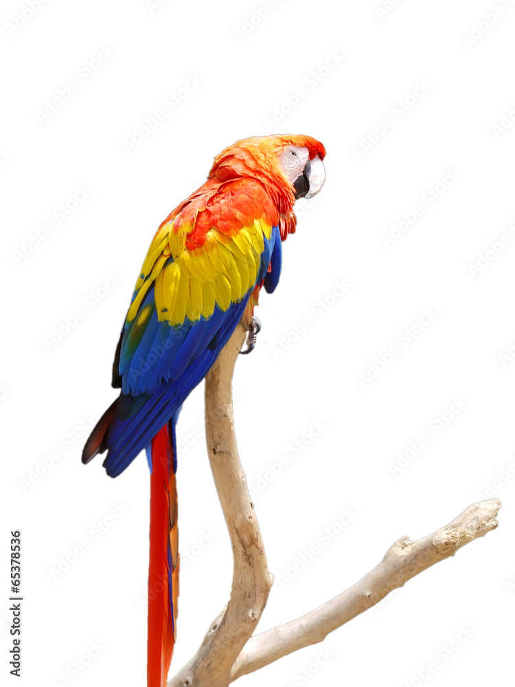 Obraz na płótnie Colorful Parrot on a Tree