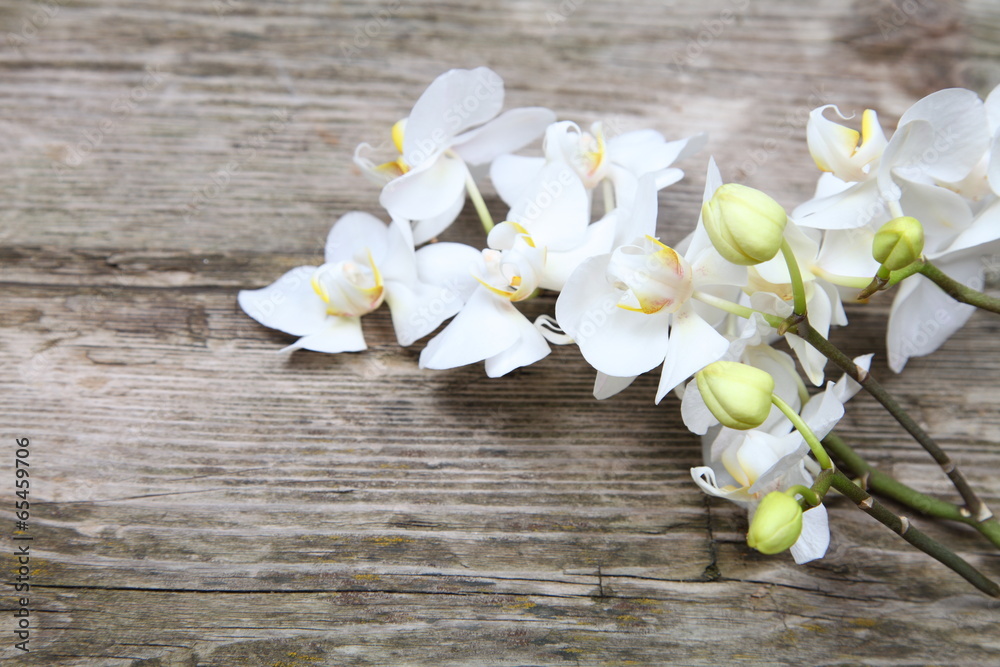 Fototapeta White orchid(Phalaenopsis )