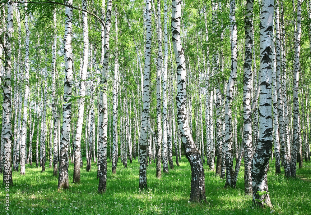 Obraz Tryptyk Spring birch forest with fresh