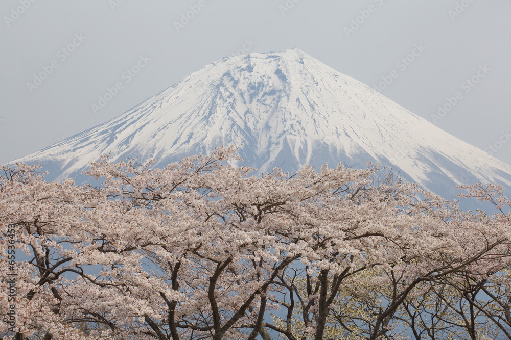 Fototapeta mountain fuji and sakura