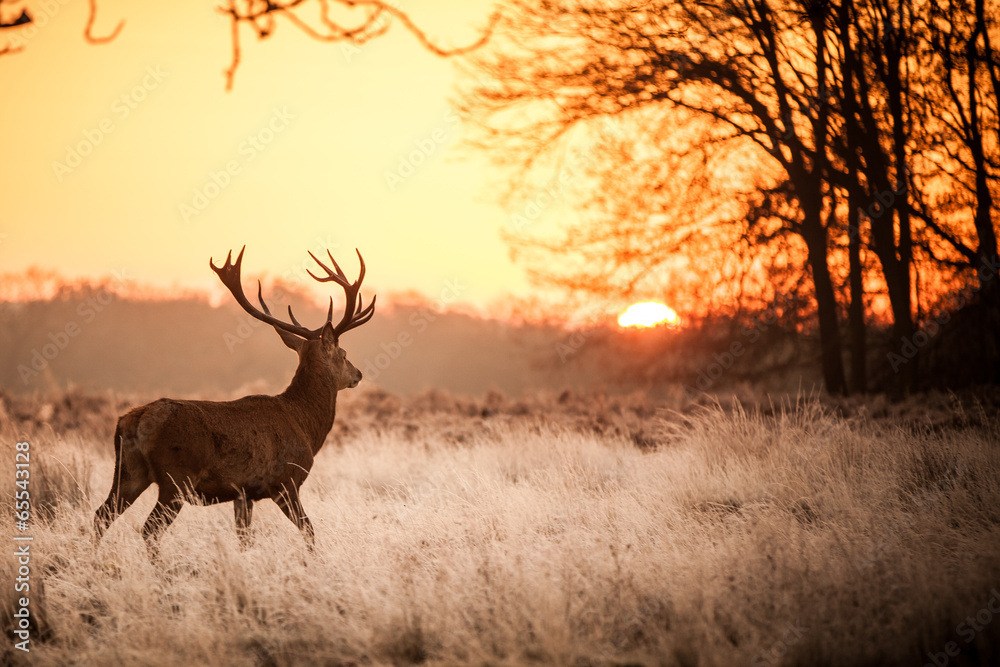 Obraz Tryptyk Red Deer in Morning Sun.