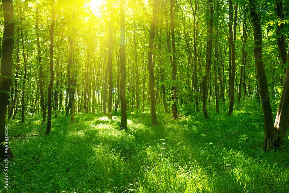 Fototapeta Sunlight in the green forest,