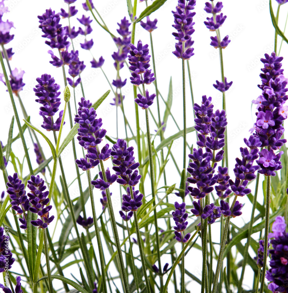 Obraz Tryptyk closeup of lavender