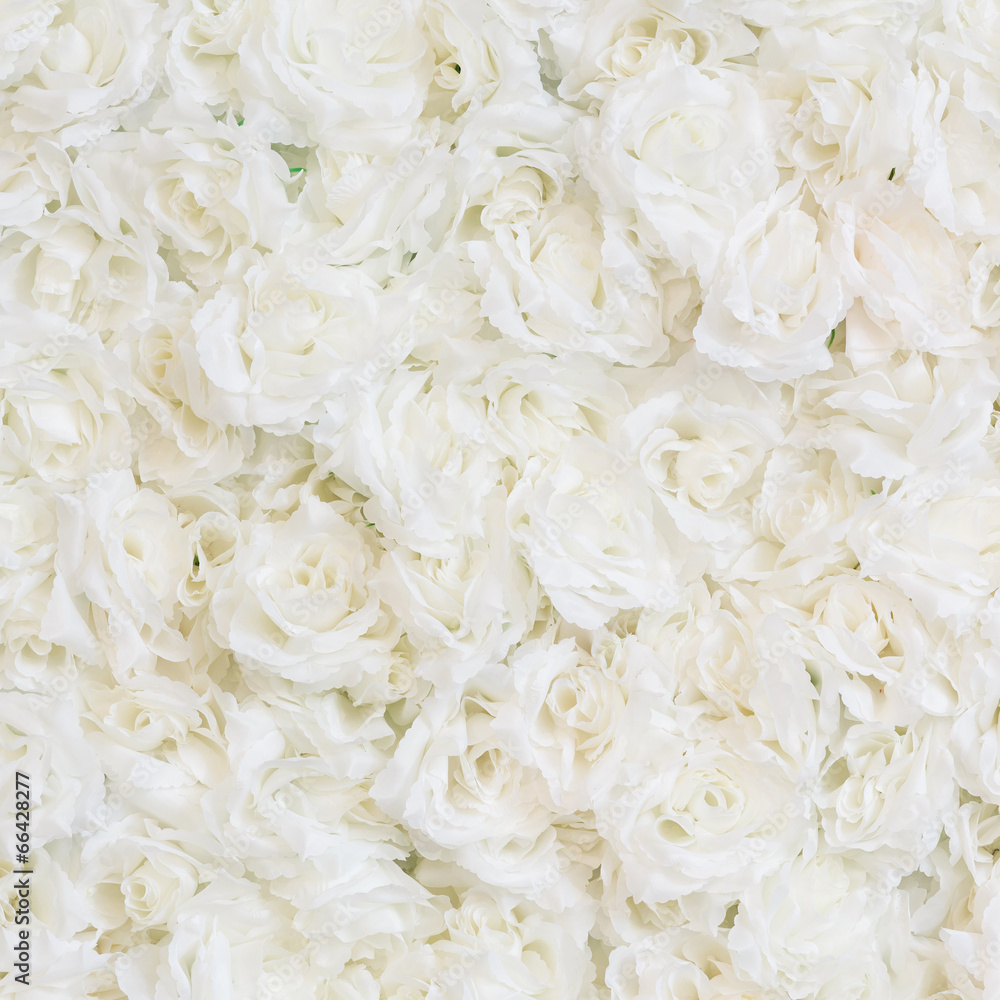 Obraz Tryptyk White rose background