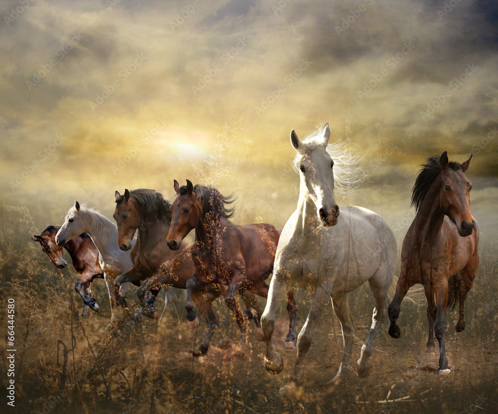 Fototapeta herd of horses galloping free