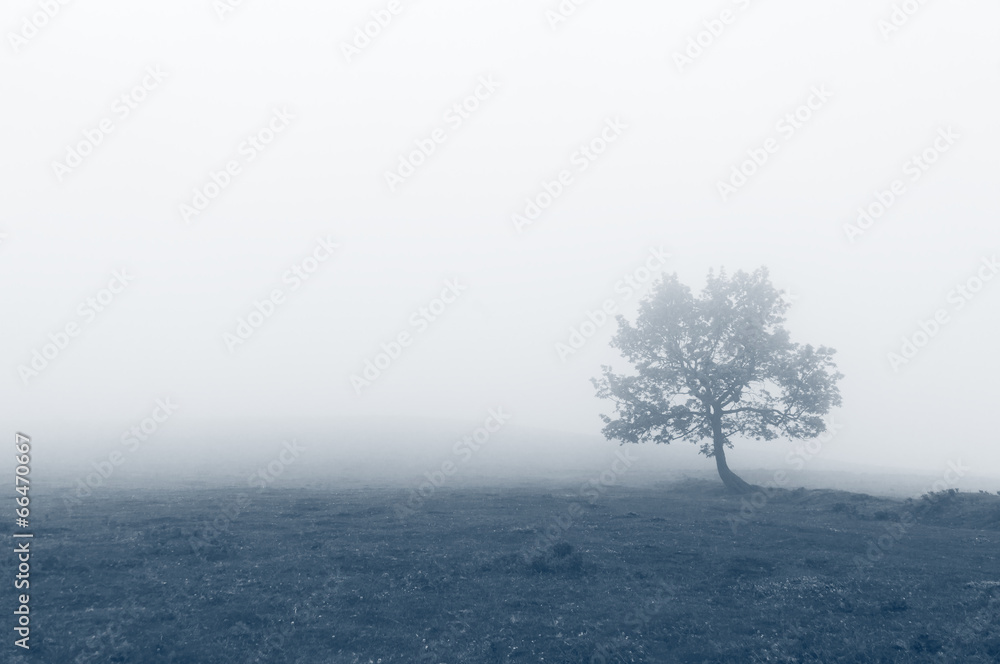 Obraz Kwadryptyk solitary tree with fog
