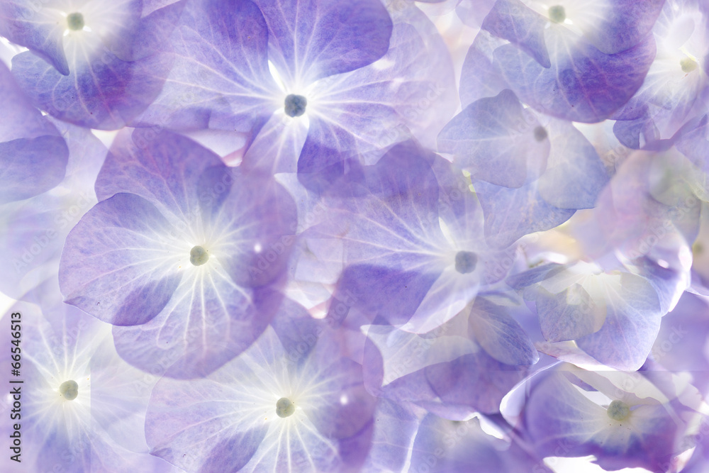 Fototapeta Floral background.Soft purple