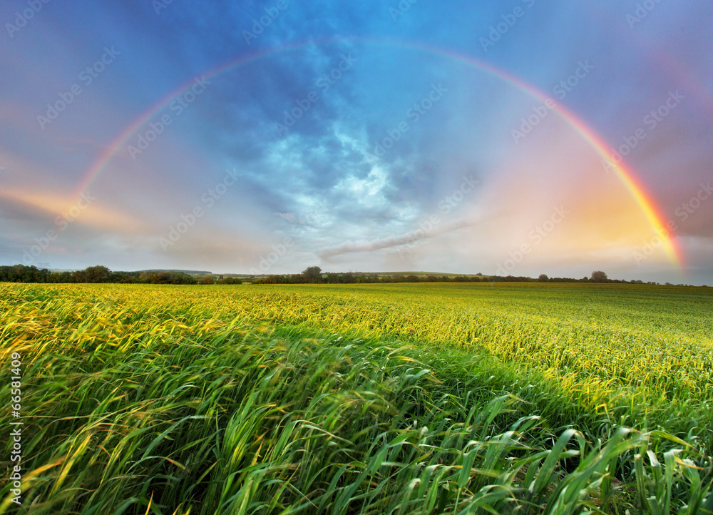 Fototapeta Rainbow over spring field