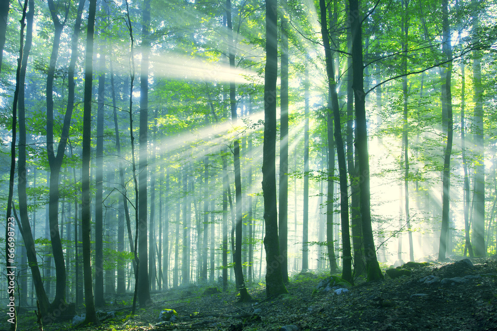 Obraz Kwadryptyk Beautiful sunny morning forest
