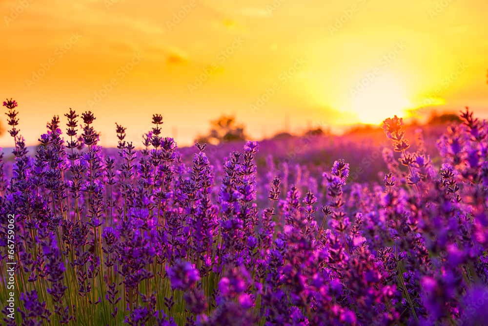 Fototapeta Lavender field in Tihany,