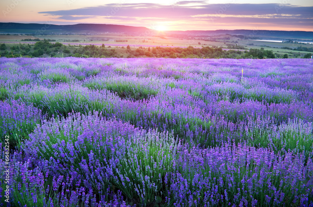 Fototapeta Meadow of lavender.