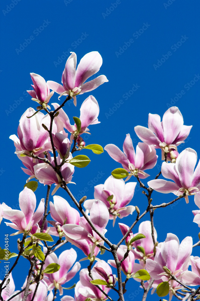 Obraz Pentaptyk Beautiful pink magnolia