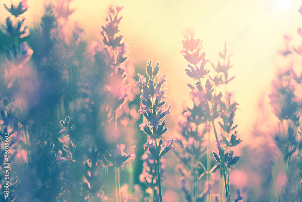 Fototapeta Vintage lavender sunset
