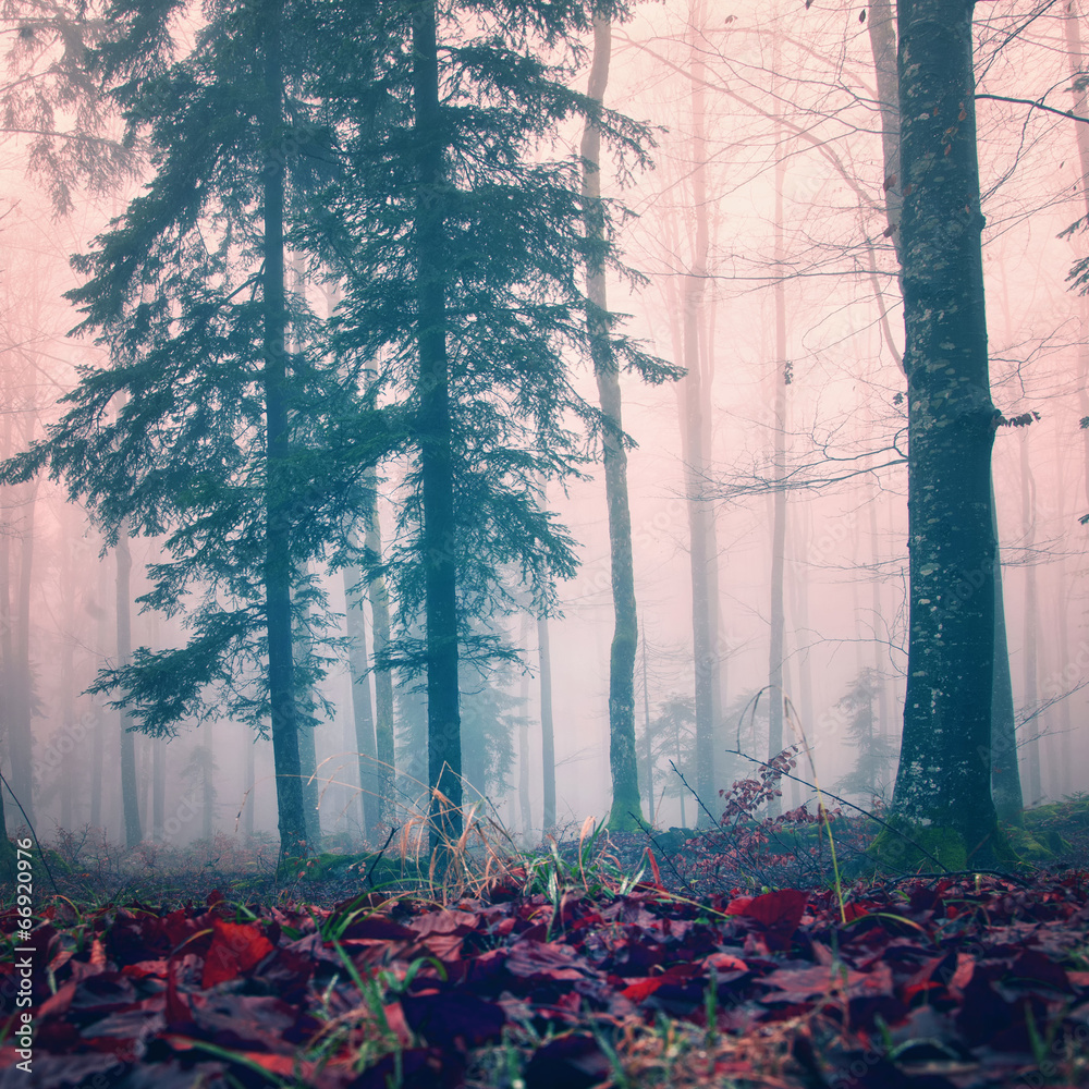 Obraz Kwadryptyk Misty red color woods