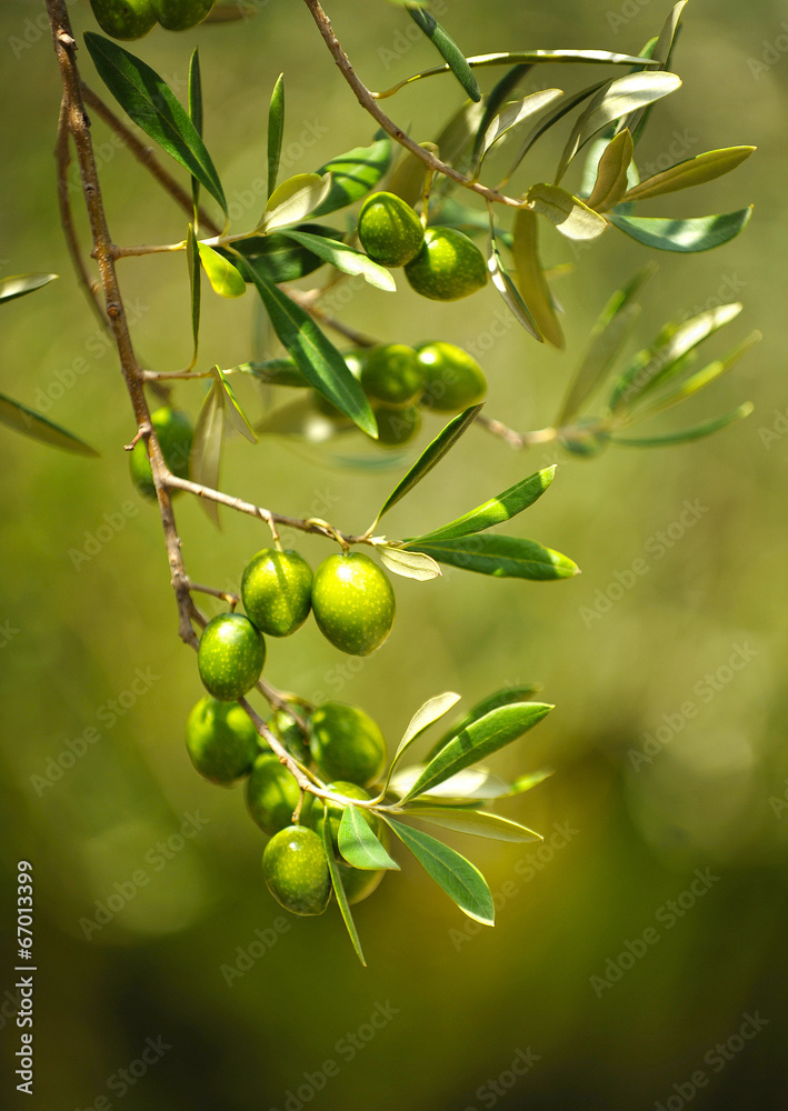 Obraz Kwadryptyk Olive tree with olives