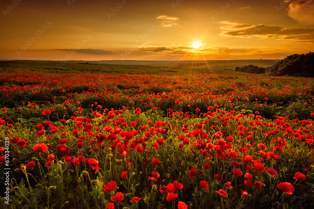 Fototapeta Poppy field at sunset