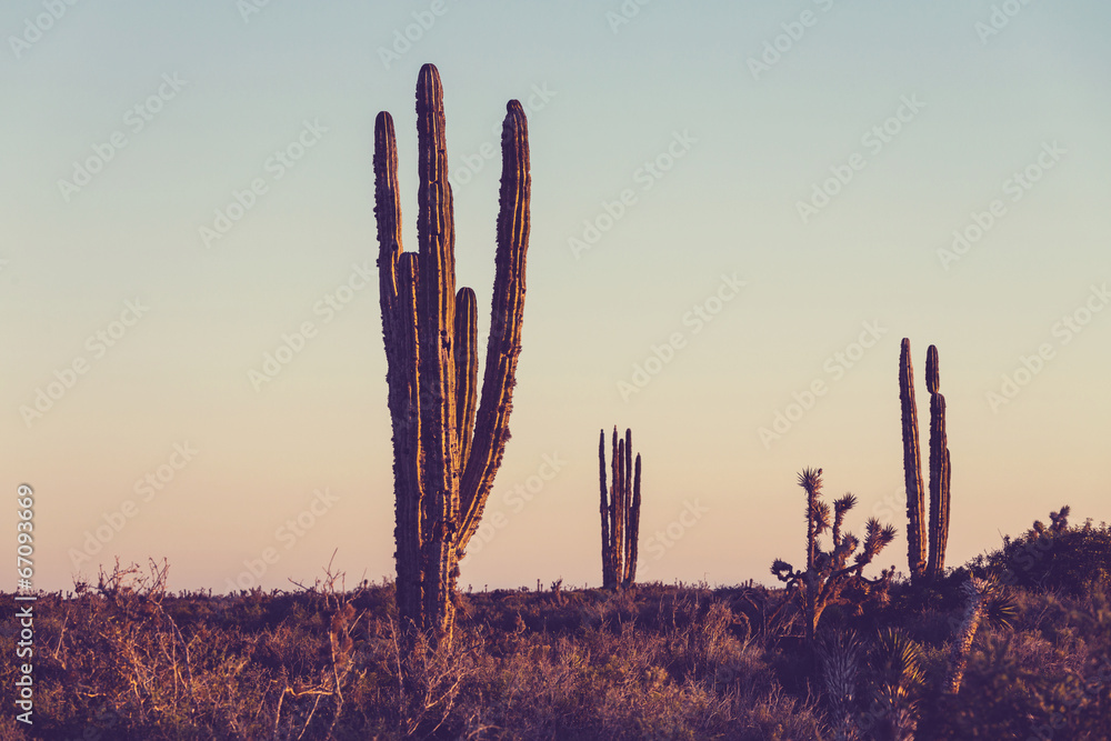 Fototapeta Cactus in Mexico