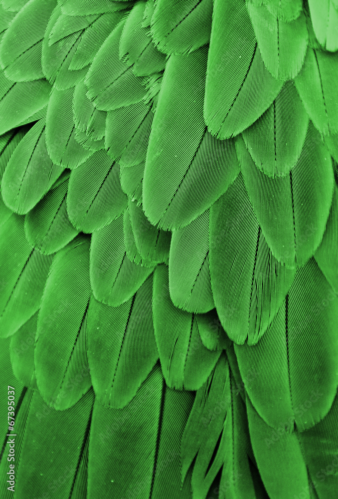 Fototapeta Green Feathers
