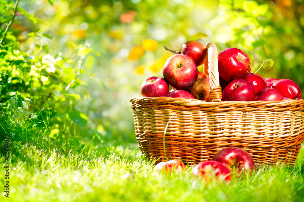 Fototapeta Organic Apples in a Basket