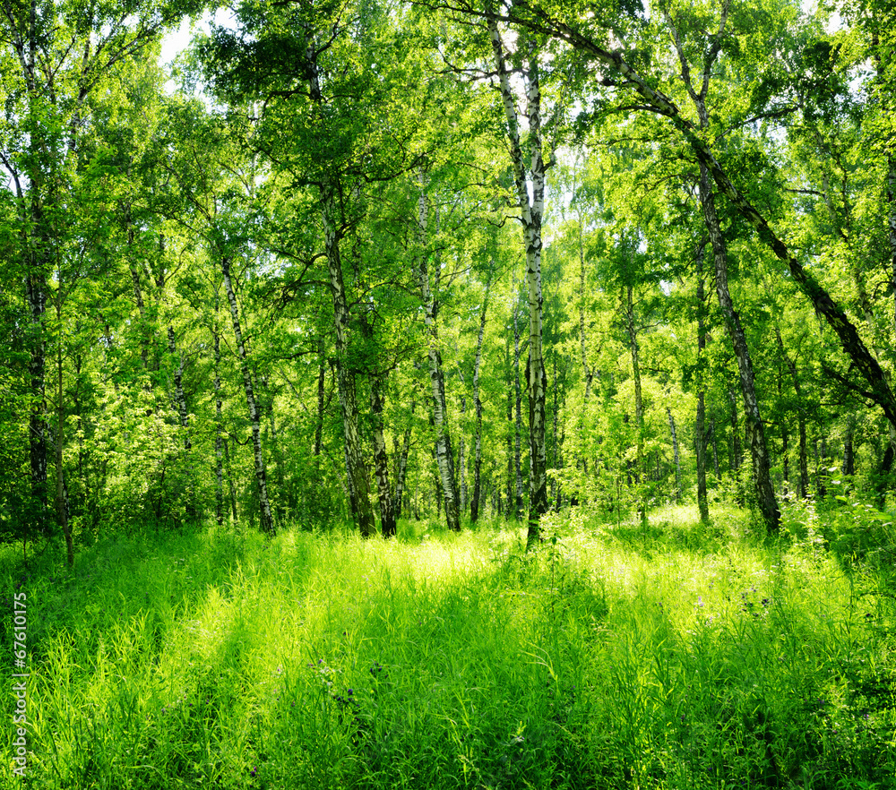 Fototapeta Birch forest on a sunny day.