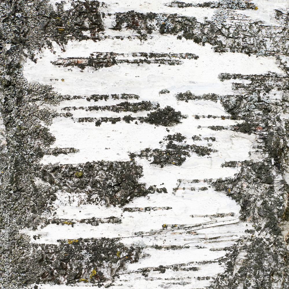 Fototapeta Birch's trunk texture fragment