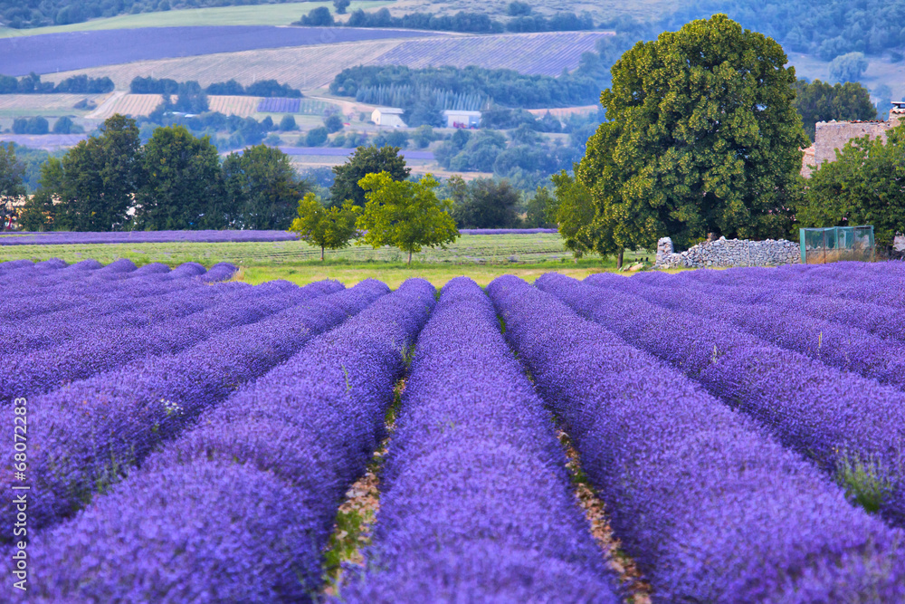 Obraz Tryptyk Lavander fields in Provence