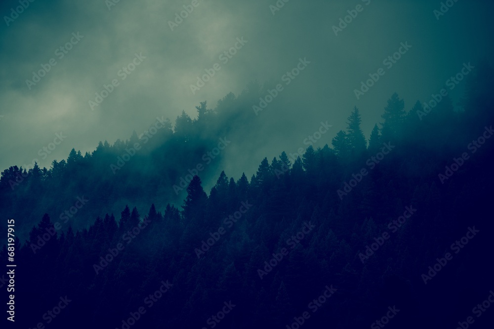 Fototapeta Foggy Forest Background