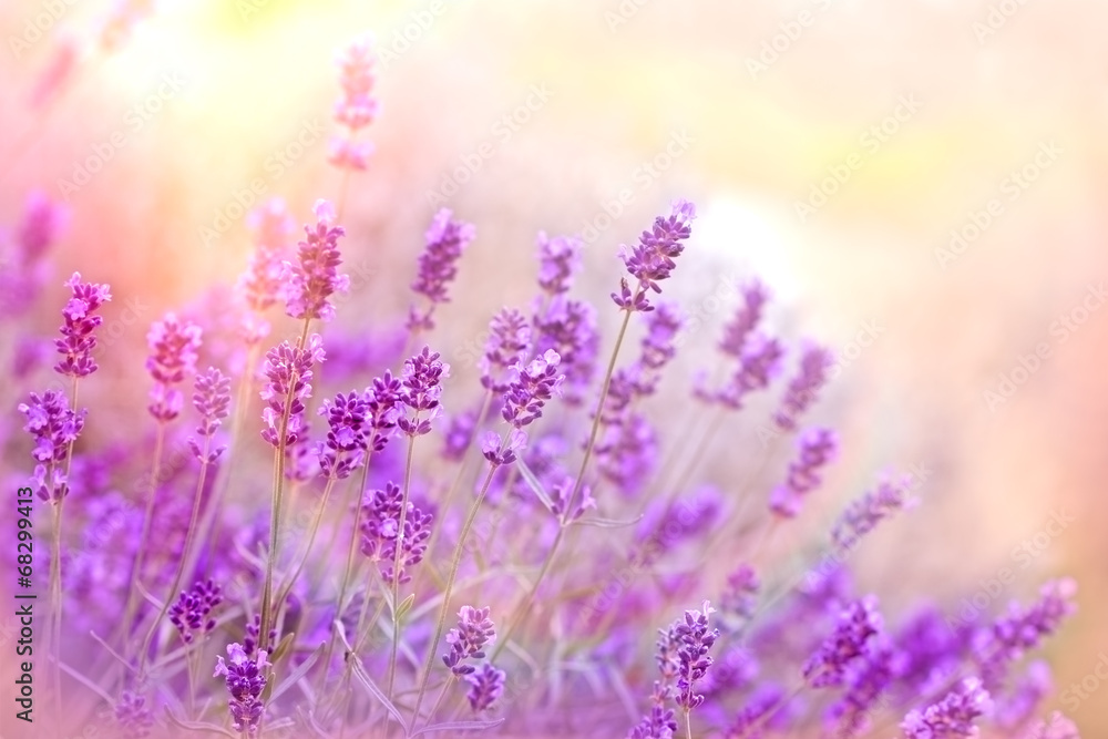 Fototapeta Soft focus on lavender