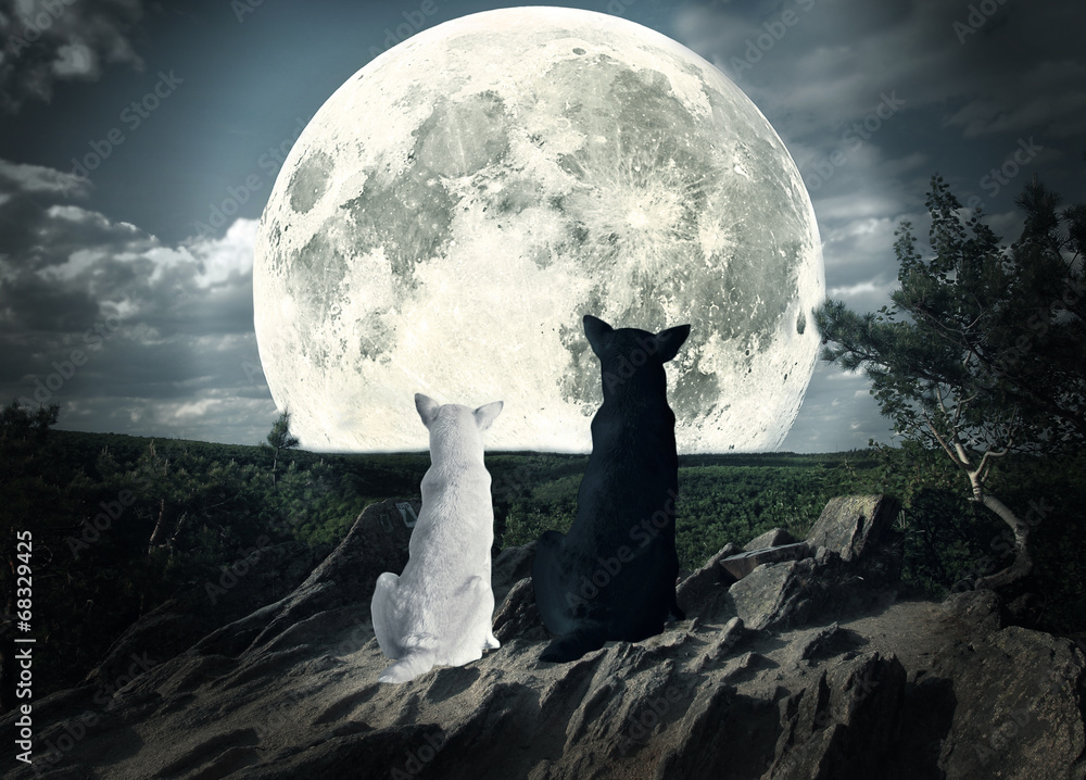 Fototapeta two dogs looking at the moon