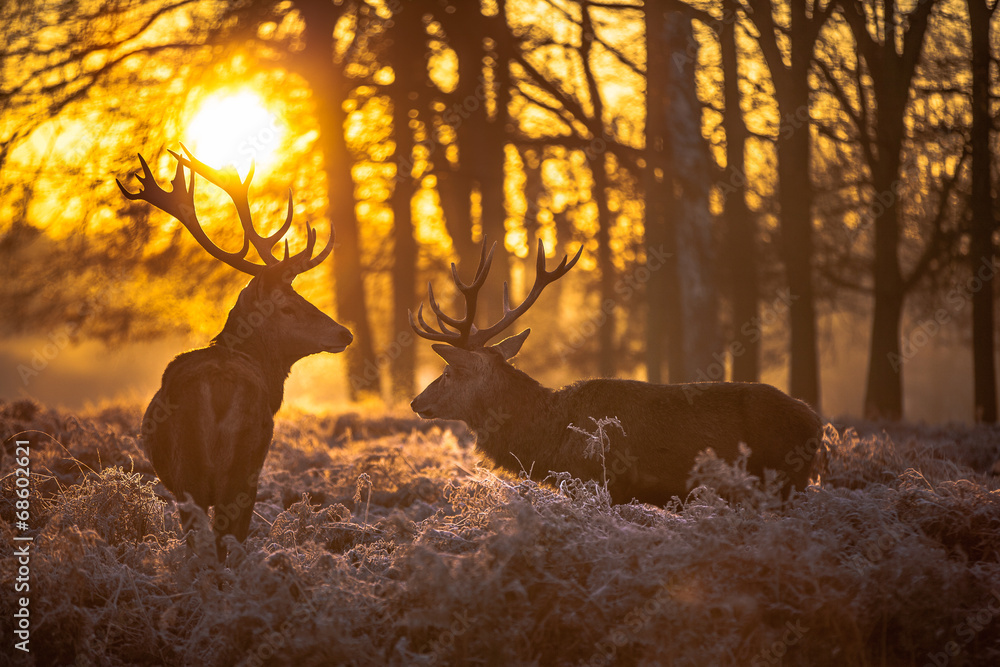 Obraz Tryptyk Red deer