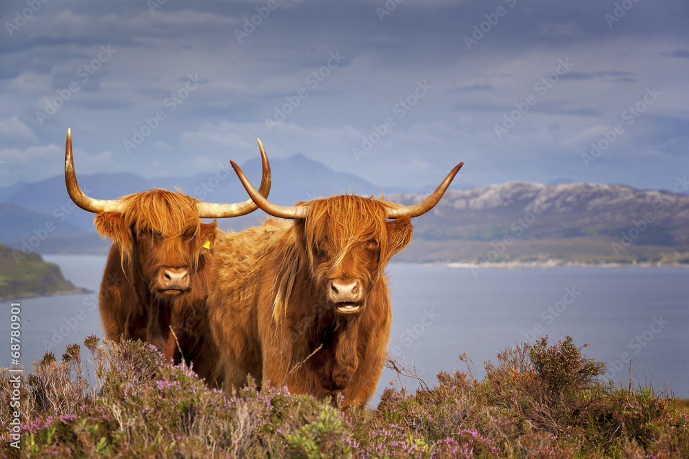 Fototapeta Scottish Cow IV