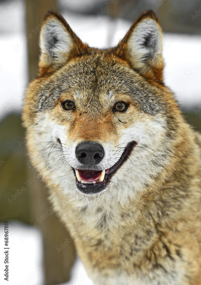 Obraz Pentaptyk Gray Wolf