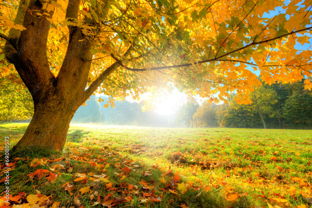 Fototapeta Beautiful autumn tree with