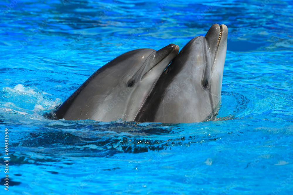 Obraz Tryptyk two dolphins