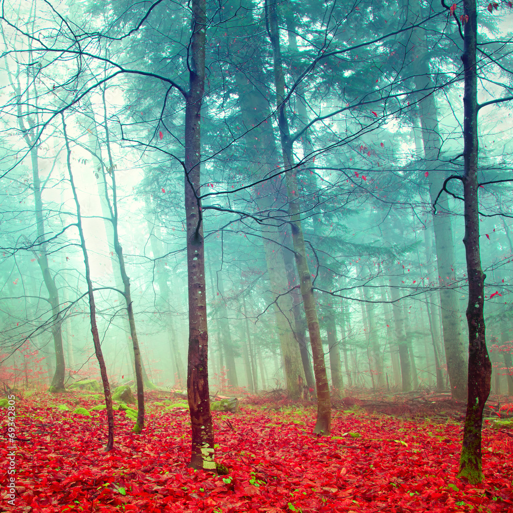 Fototapeta Colorful mystic autumn trees