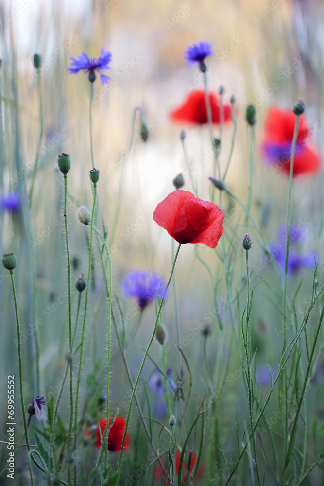 Fototapeta Wild flower meadow with