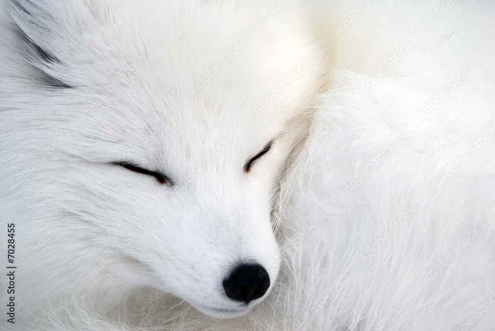 Obraz Tryptyk Arctic Fox