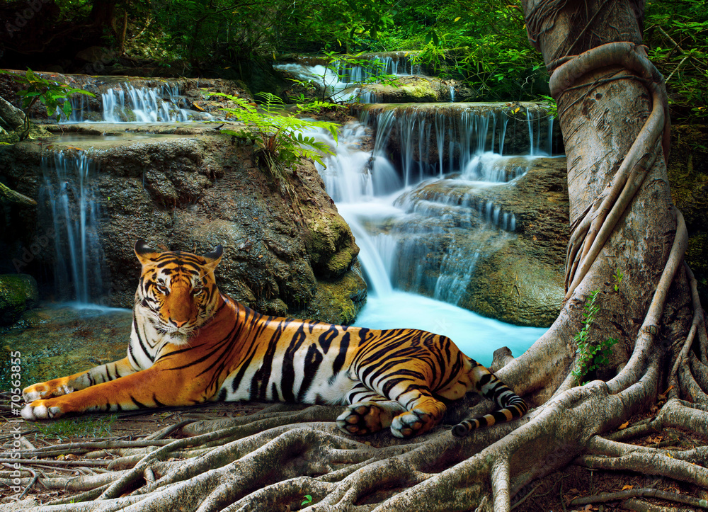 Obraz Kwadryptyk indochina tiger lying with