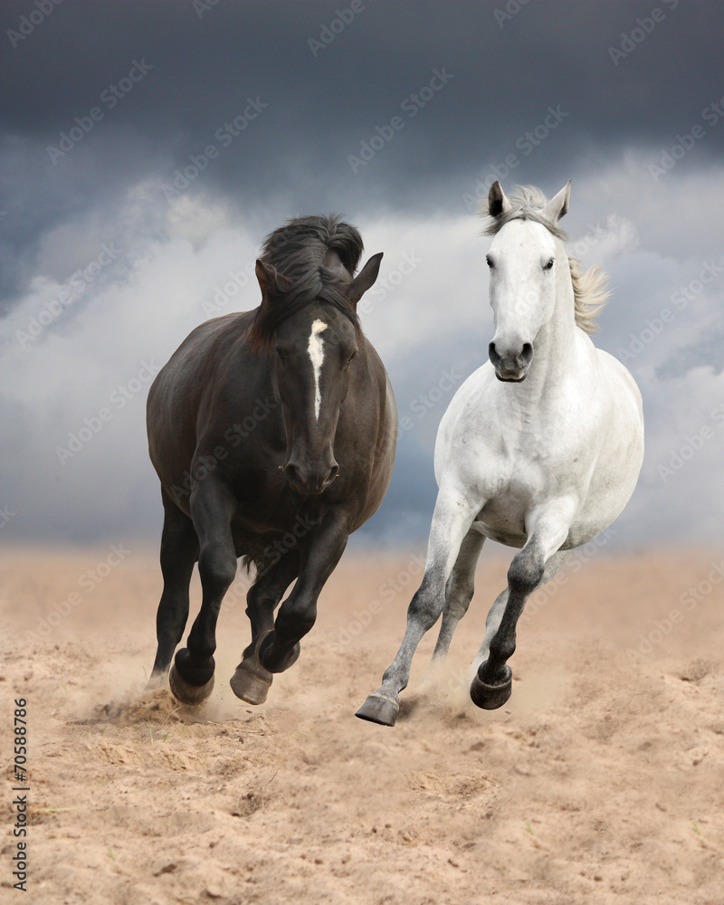 Obraz Tryptyk Black and white horses running