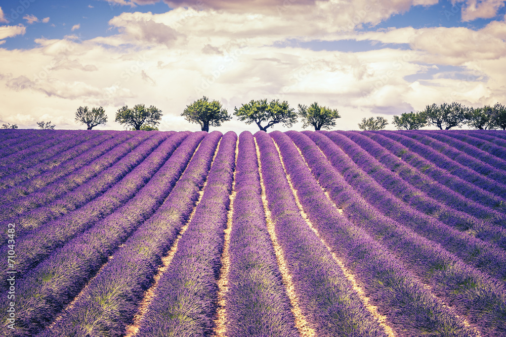 Fototapeta Beautiful Lavender field