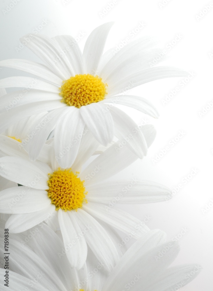 Obraz Tryptyk white spring marguerite
